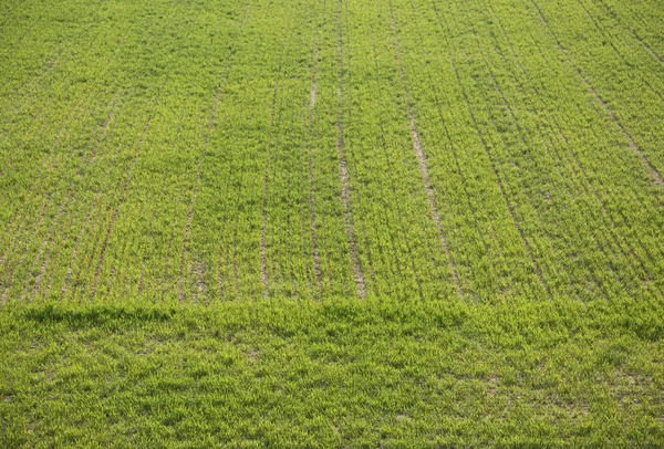 Campo com pequenas plantas verdes na primavera — Fotografia de Stock