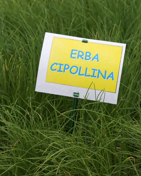 Aromatic plant with label with the text ERBA CIPOLLINA which in — Stock Photo, Image