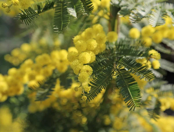 Large flowers of mimosa blossomed in spring — Stock Photo, Image