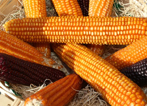 Sárga kukorica csövek magvak — Stock Fotó