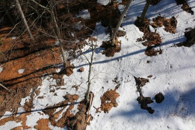 Ormanın havadan görünüşü