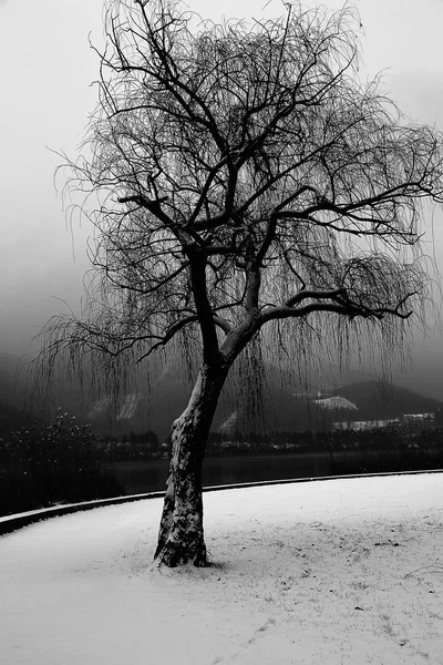Велике самотнє дерево зі снігом біля озера взимку — стокове фото