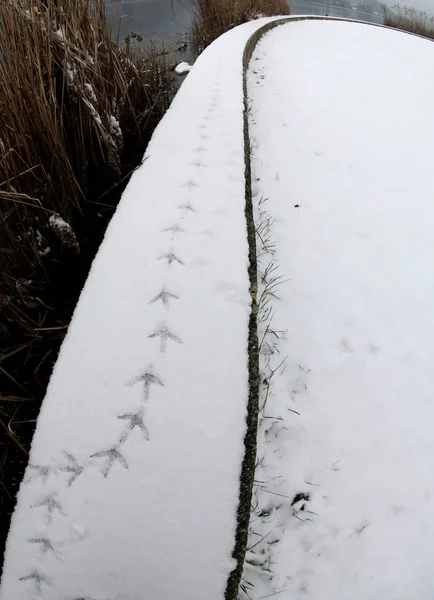 Passi di anatre sulla neve fresca in riva al lago — Foto Stock