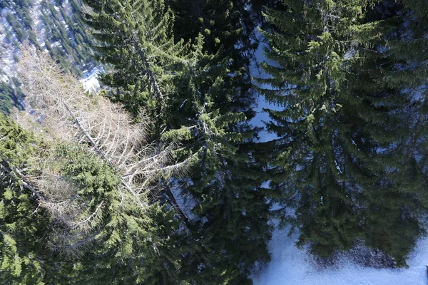 Vista aérea del bosque de abetos con nieve en invierno —  Fotos de Stock