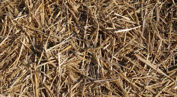 Palha seca no celeiro da fazenda — Fotografia de Stock