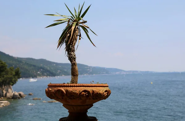 Palma e o golfo com o mar — Fotografia de Stock