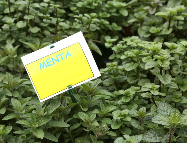 plant with label with the text MENTA which in Italian means MENT