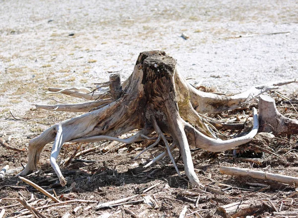 Tronco seco del árbol como un pulpo —  Fotos de Stock