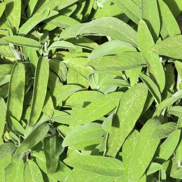 Hojas de salvia en el jardín de hierbas —  Fotos de Stock