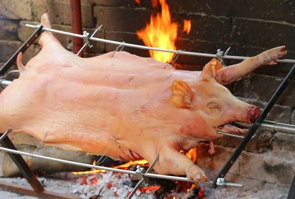 唾を吐きかける大きな豚 — ストック写真