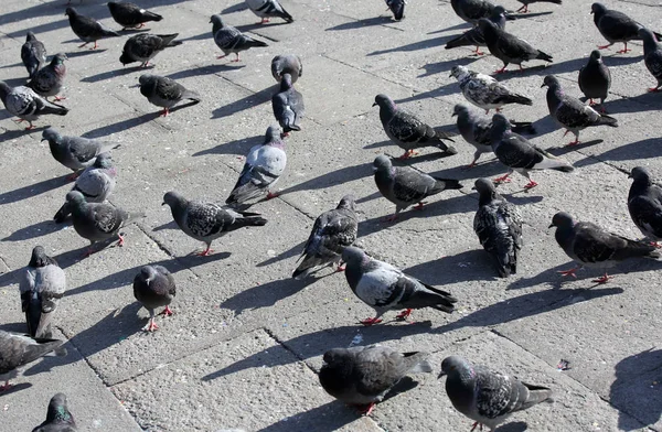 Aantal duiven in het centrale plein van de stad — Stockfoto