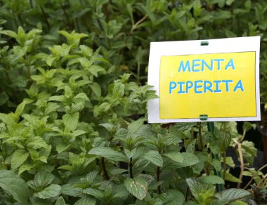 etiketli metin Menta ile aromatik bitki olan İtalyan m