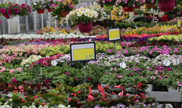 Serre au printemps avec les prix des plantes à fleurs à vendre — Photo