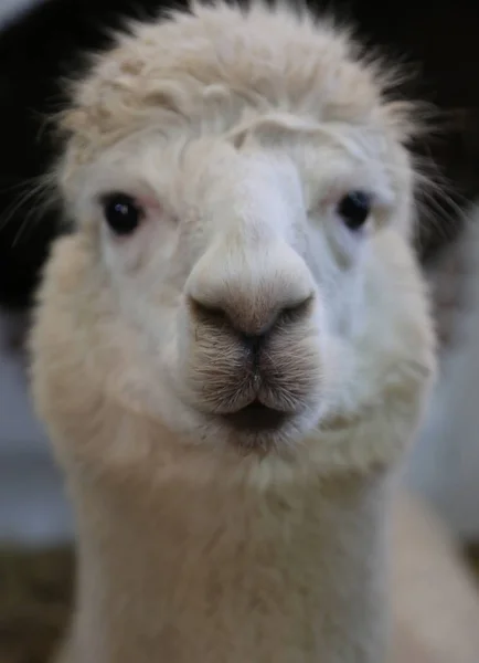 Close-up do focinho de um filhote de cachorro alpaca em um zoológico — Fotografia de Stock