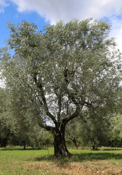 Olivo viejo en medio de un prado — Foto de Stock