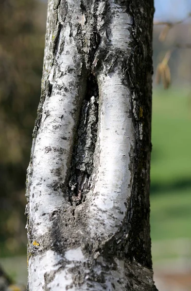 成熟桦木树皮, 形状像阴道 — 图库照片
