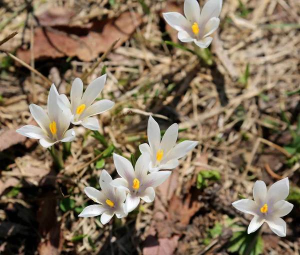 많은 백색 꽃 이라는 돌 팔이 의사 vernus 종 가족 Irid — 스톡 사진