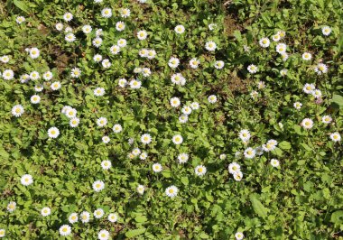 Bahar birçok papatya ile çayır