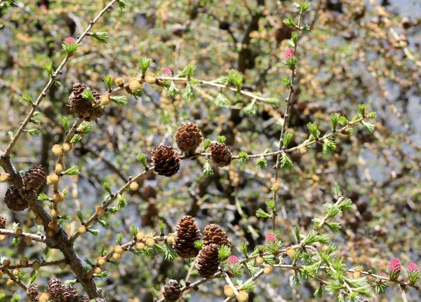 Cones de um larício na primavera em alpes europeus — Fotografia de Stock