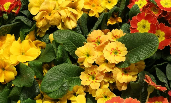 Gelbe Primeln blühten im zeitigen Frühling in einem Gewächshaus — Stockfoto