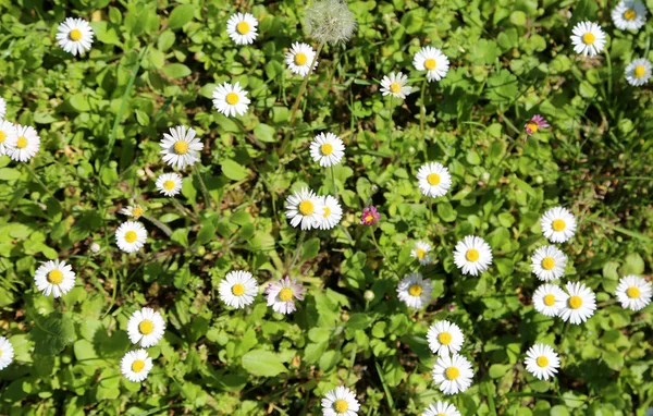 background of many daisies