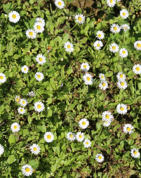 many daisies flowers at spring