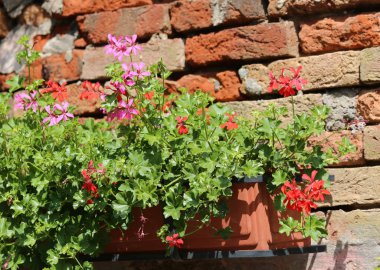 kırmızı ve pembe çiçek pot bir evin duvarına yaslanmış