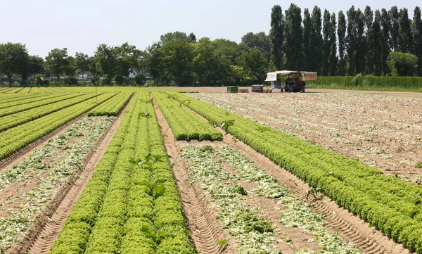 Huge cultivated field — Stock Photo, Image