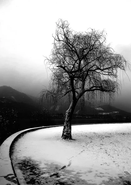 Велика ялинка зі снігом біля озера взимку — стокове фото