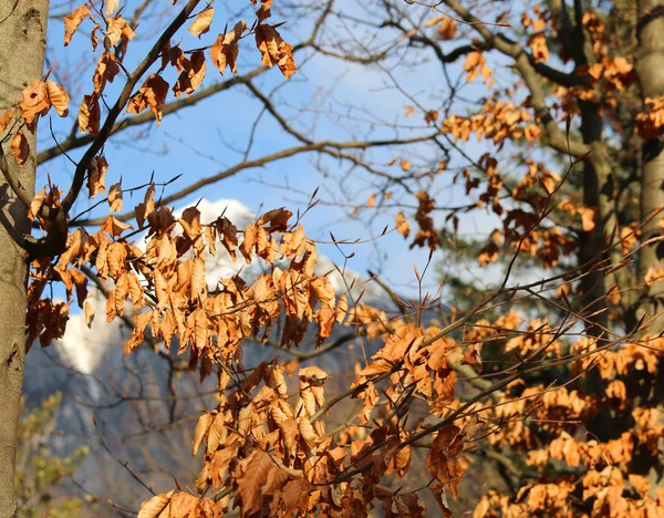 Getrocknete Blätter im Herbst — Stockfoto
