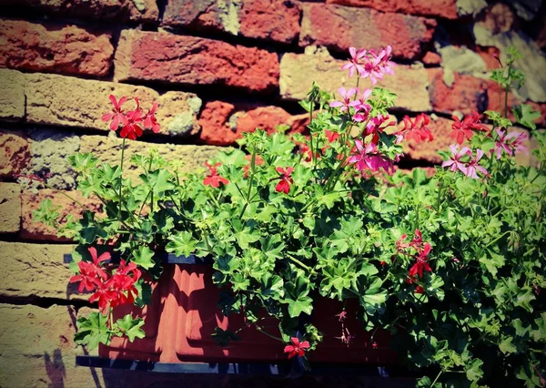 빈티지 효과 가진 집의 벽에 기대어 꽃 냄비 — 스톡 사진