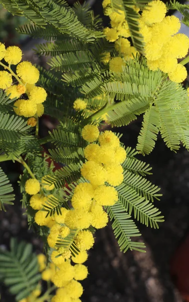 Mimosa flores símbolo del día de la mujer —  Fotos de Stock