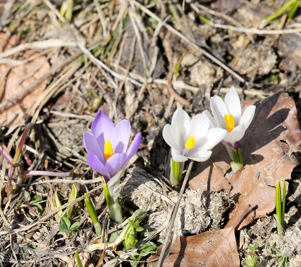 Two white crocus and one purple — Stock Photo, Image