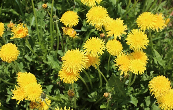 Yellow  dandelion flowers in the meadown — Stock Photo, Image