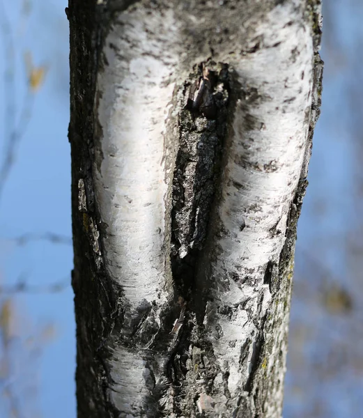 Rinde der Birke mit der Form, die einer weiblichen Form ähnelt — Stockfoto