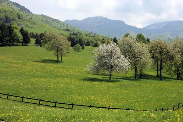 Kühle Landschaft im Frühling — Stockfoto