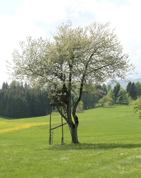 Jagdhütte auf dem Baum — Stockfoto