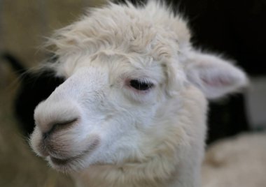 beyaz burun bir alpaka köpek yavrusu