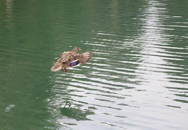 飞行中的野鸭在湖上张开翅膀 — 图库照片