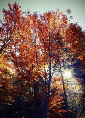 renkli yaprak döken ağaç sonbahar yaprak
