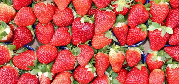 Fragole Rosse Mature Coltivate Con Tecniche Dell Agricoltura Biologica — Foto Stock