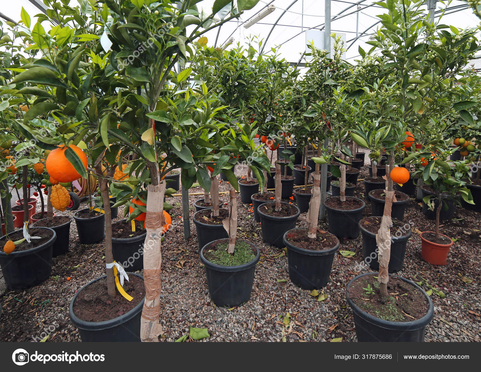 Fruit trees with clementine and orange for sale Stock Photo by