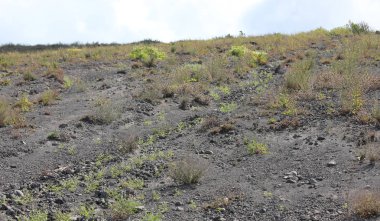 Volkan Dağı 'nın yamacında lav ve bitkiler