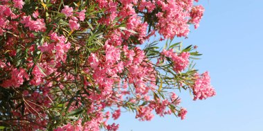 Yazın yabani ot çiçeği