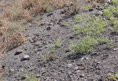 Volkan Dağı 'nın yamacı