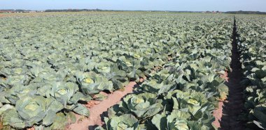 Yazın Avrupa 'da yeşil lahanalar