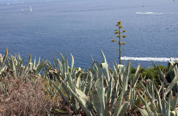 Agave bitkileri ve Akdeniz — Stok fotoğraf