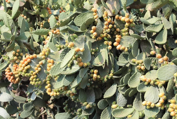 Plantas de cactus con muchos higos opuntia también llamados peras espinosas — Foto de Stock