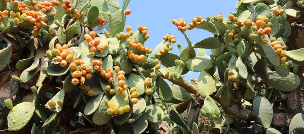 Tüskés körte más néven opuntia egy tipikus gyümölcse mediterra — Stock Fotó