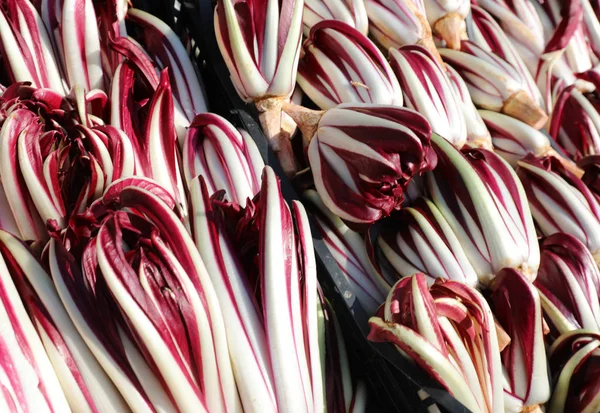 red lettuce or red chicory called Radicchio Tarddivo in Italian